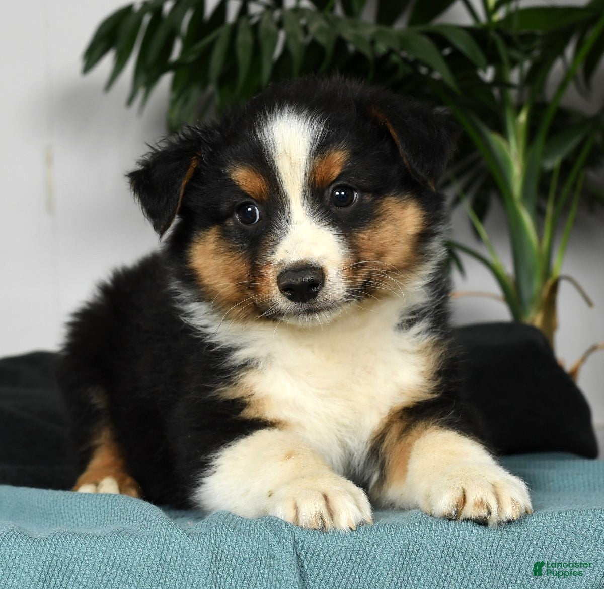 Australian Shepherd Puppies for sale Lancaster Puppies