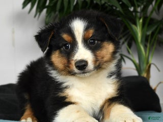 Australian Shepherd dogs - Ad 11