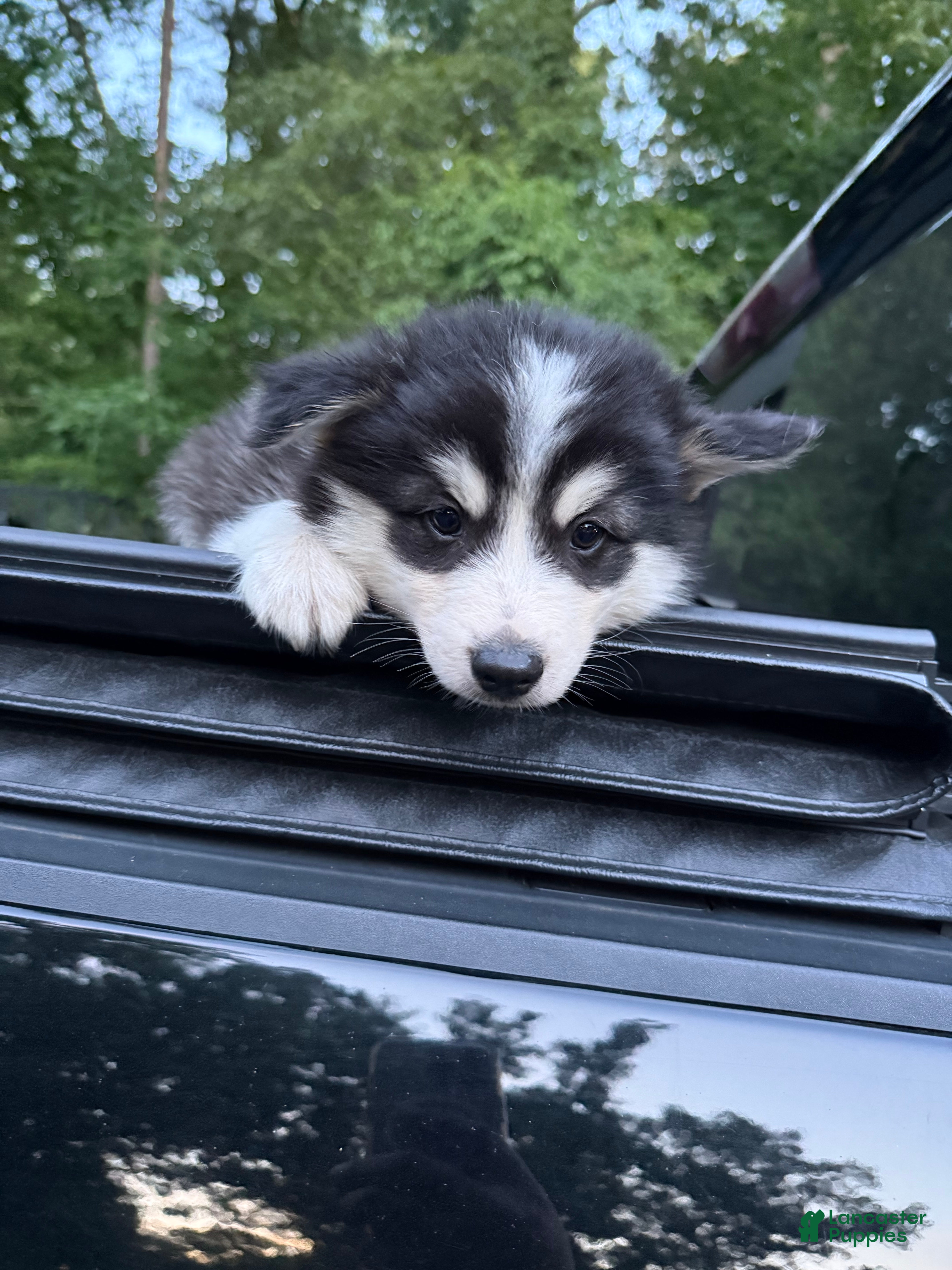 Pomsky dogs Pomsky Puppy 8 - Ad 14