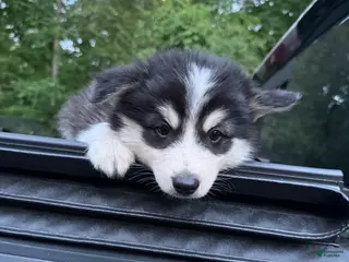 Pomsky dogs Pomsky Puppy 8 - Ad 14