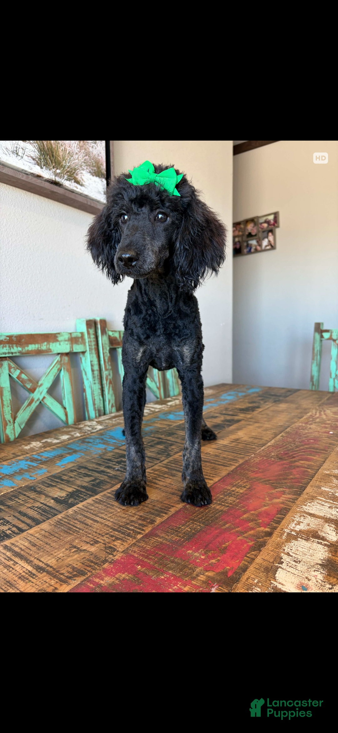 Miniature Poodle dogs for sale: Akc Clear Black Phantom Ellie - Ad 15