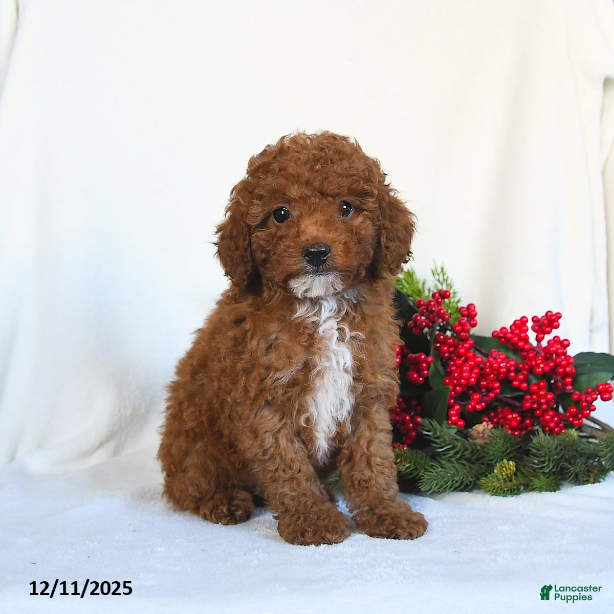 Toy Poodle dogs Vega - Ad 6