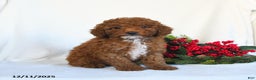 Toy Poodle dogs for sale: Vega - Ad 1