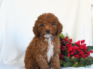 Toy Poodle dogs Vega - Ad 30