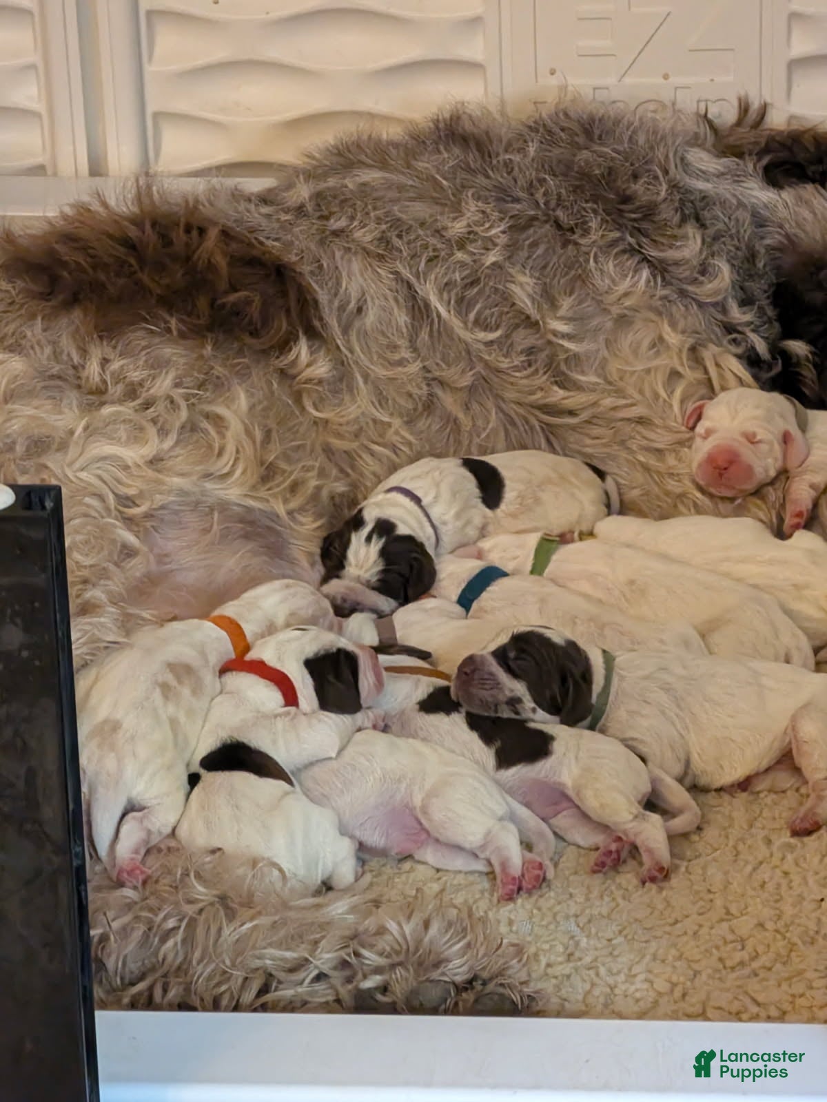 Spinone Italiano dogs for sale: Girl - Ad 39