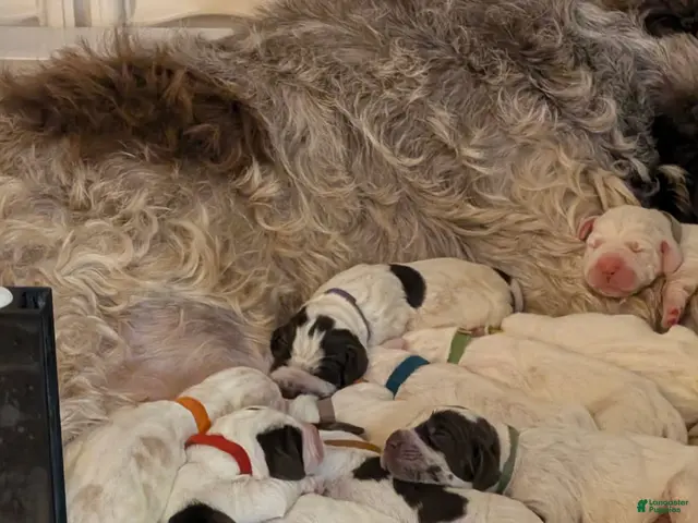 Spinone Italiano dogs for sale: Girl - Ad 39