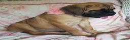 Cane Corso dogs for sale: Abby - Ad 13