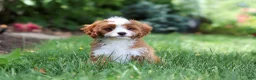 Cavapoo dogs for sale: Precious - Ad 10