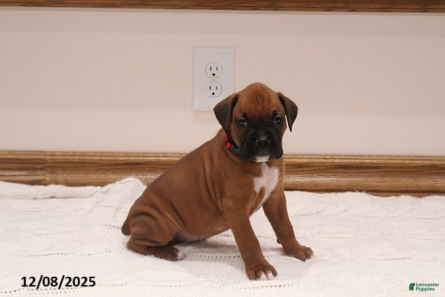 Boxer dogs Max - Ad 6