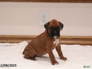 Boxer dogs Max - Ad 3