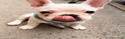 French Bulldog dogs for sale: French Bulldog 1 - Ad 13
