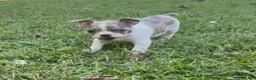 Frenchton dogs for sale: Sprite  - Ad 1