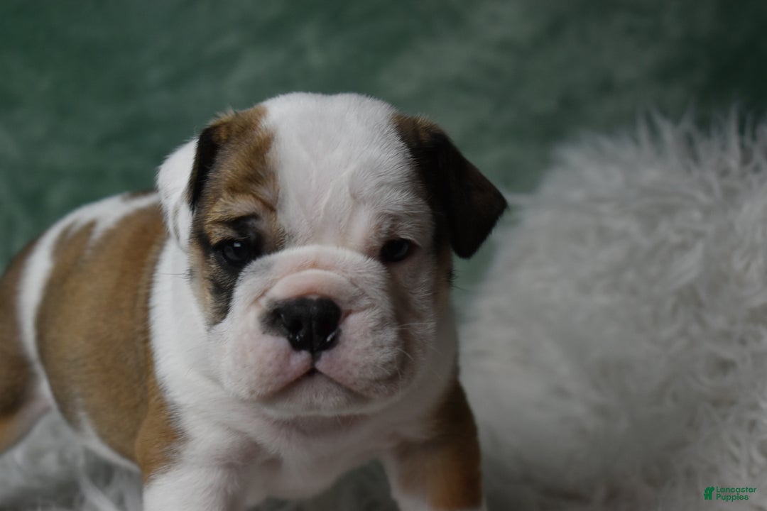 English Bulldog dogs for sale: Holly - Ad 6