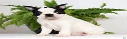 Boston Terrier dogs for sale: Jesse - Ad 3