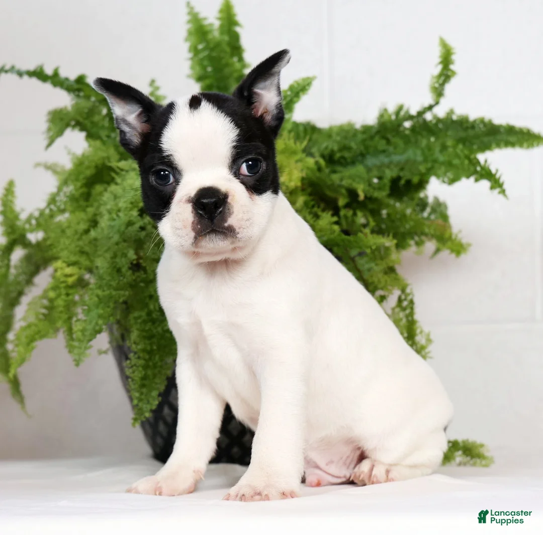 Boston Terrier dogs for sale: Jesse - Ad 3