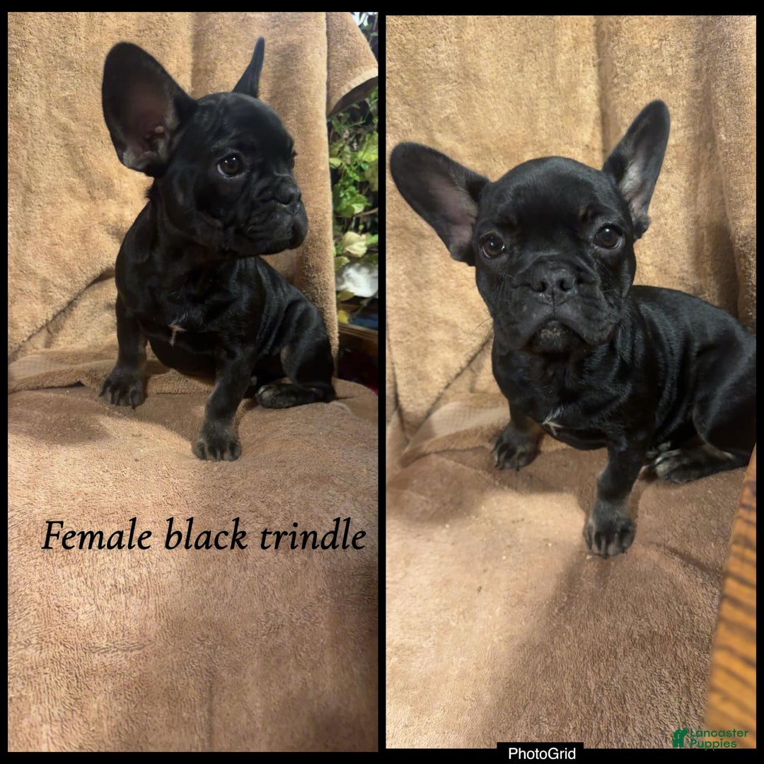 French Bulldog dogs for sale: French Bulldog Puppy 8 - Ad 2