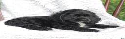 Cocker Spaniel dogs for sale: Cookie - Ad 3
