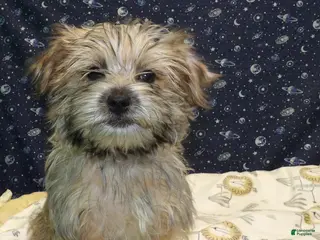 Morkie dogs April - Ad 34