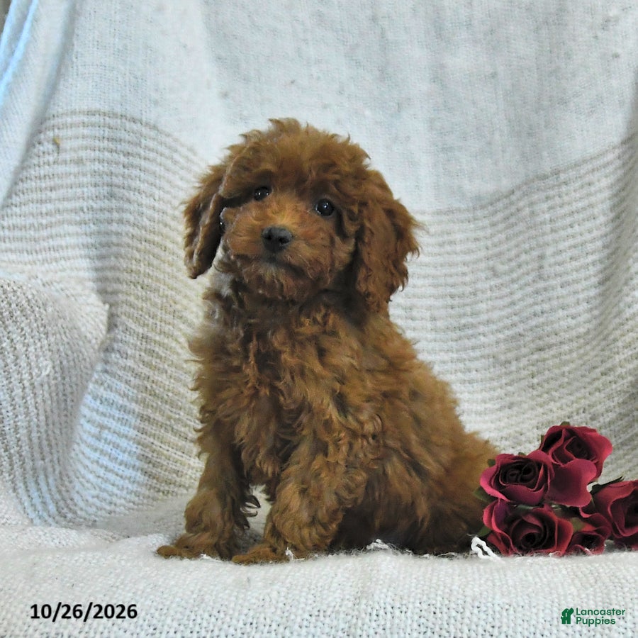 Cockapoo dogs for sale: Myla - Ad 1