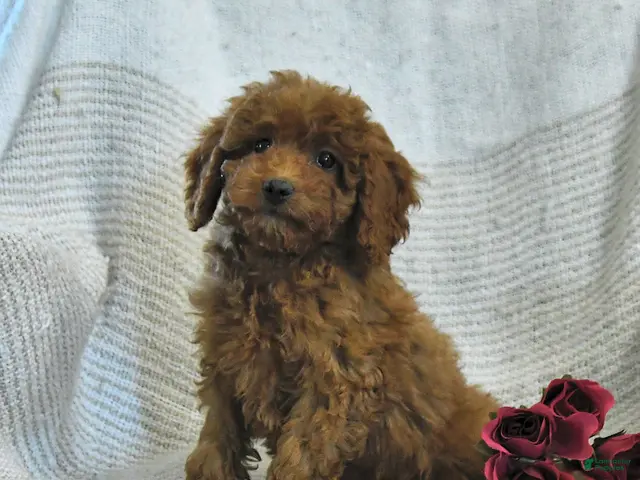 Cockapoo dogs for sale: Myla - Ad 1