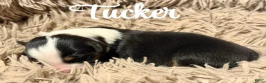 Australian Shepherd 1