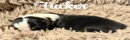 Australian Shepherd dogs for sale: Australian Shepherd 1 - Ad 1