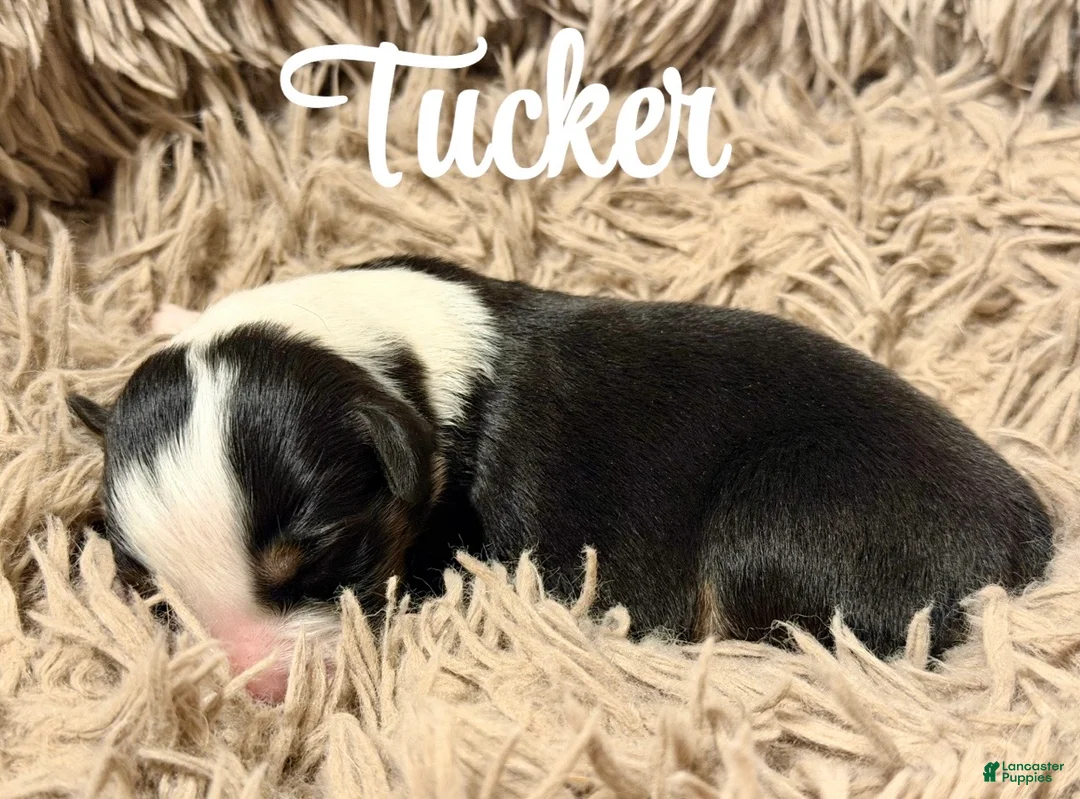 Australian Shepherd dogs for sale: Australian Shepherd 1 - Ad 1