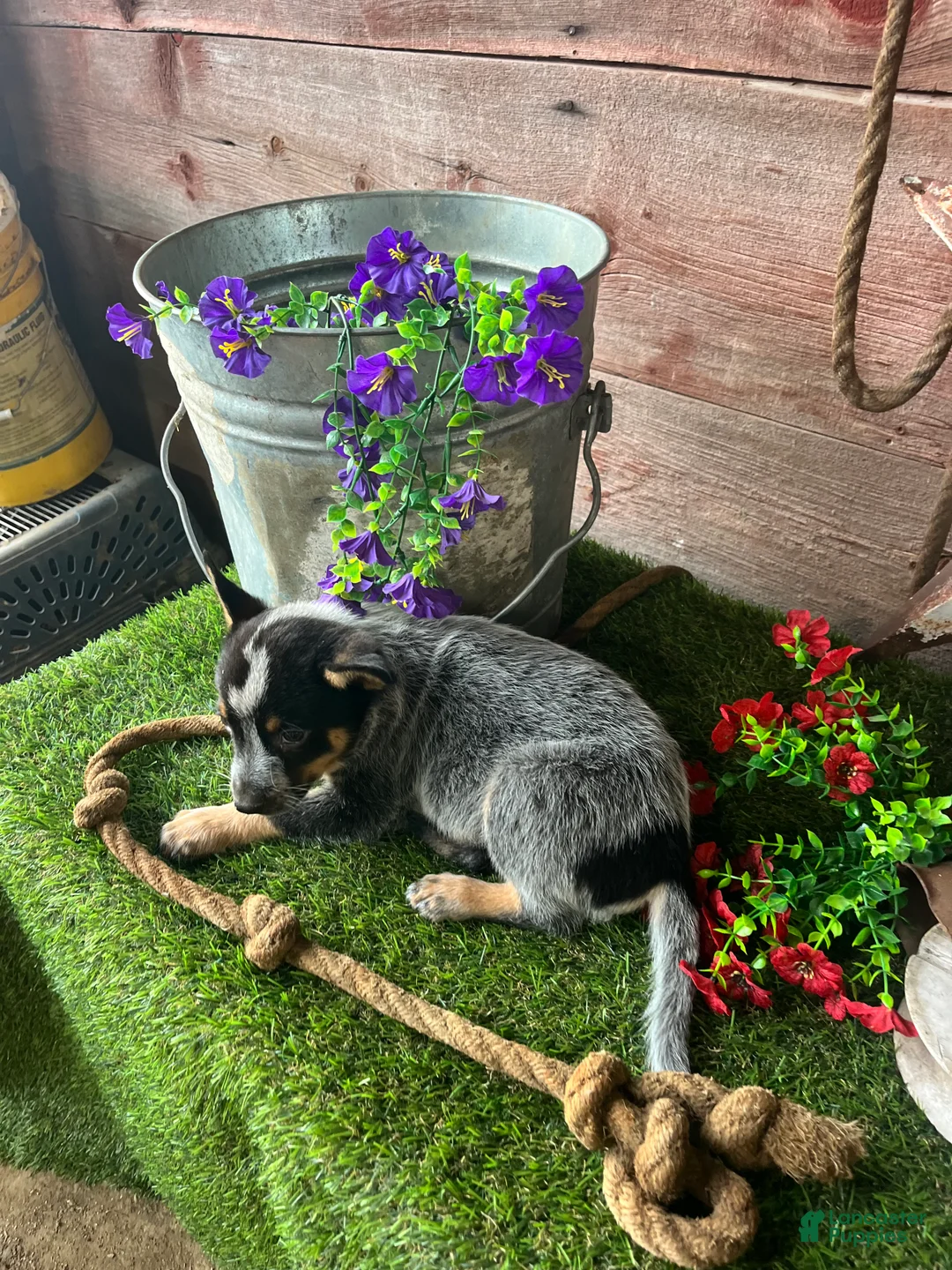 Australian Cattle Dog dogs for sale: Australian Cattle Dog 2 - Ad 6
