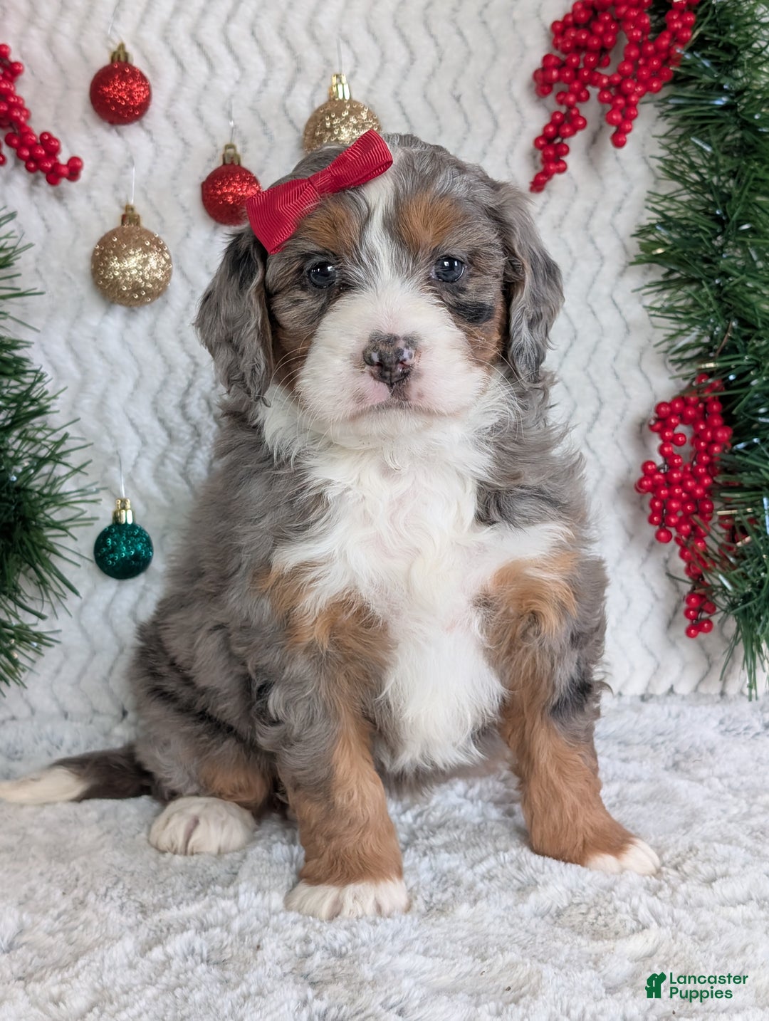 Mini Bernedoodle dogs for sale: Mini Darcy  - Ad 10