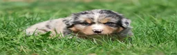 Mixed Breed dogs for sale: Chewbacca - Ad 3