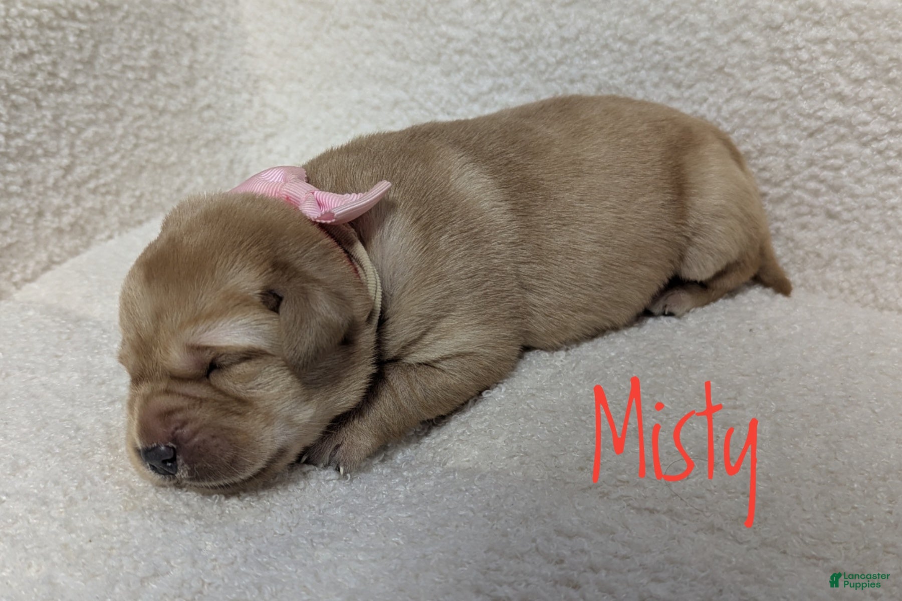 Labrador Retriever dogs Misty - Ad 1