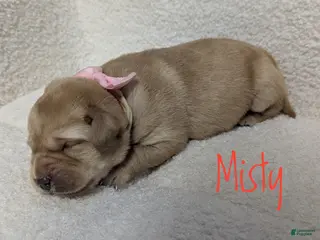 Labrador Retriever dogs for sale: Misty - Ad 1
