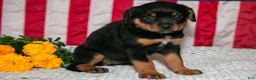 Rottweiler dogs for sale: Tilly - Ad 2