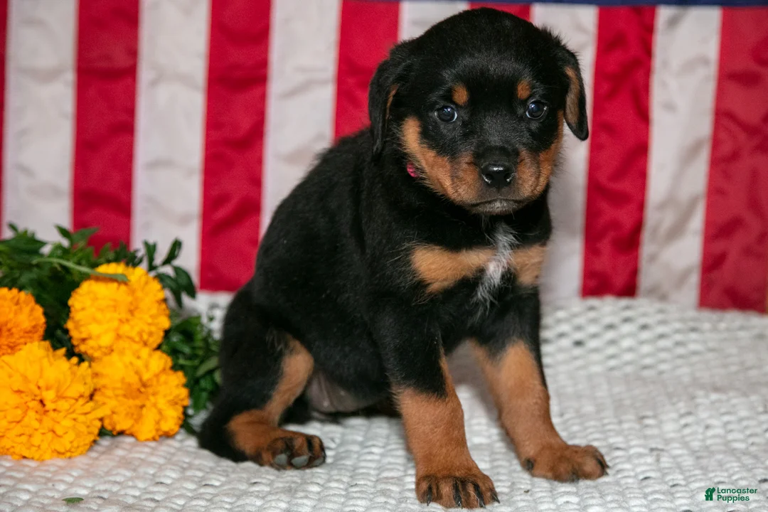 Rottweiler dogs for sale: Tilly - Ad 2