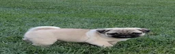 Pug dogs for sale: Charlotte - Ad 4
