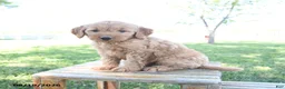 Mini Goldendoodle dogs for sale: Luke - Ad 1