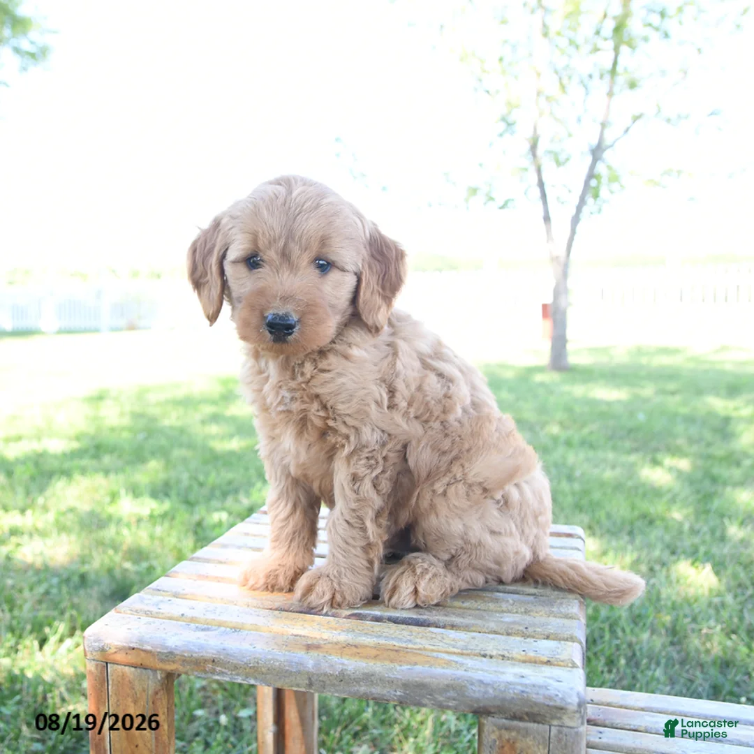 Mini Goldendoodle dogs for sale: Luke - Ad 1