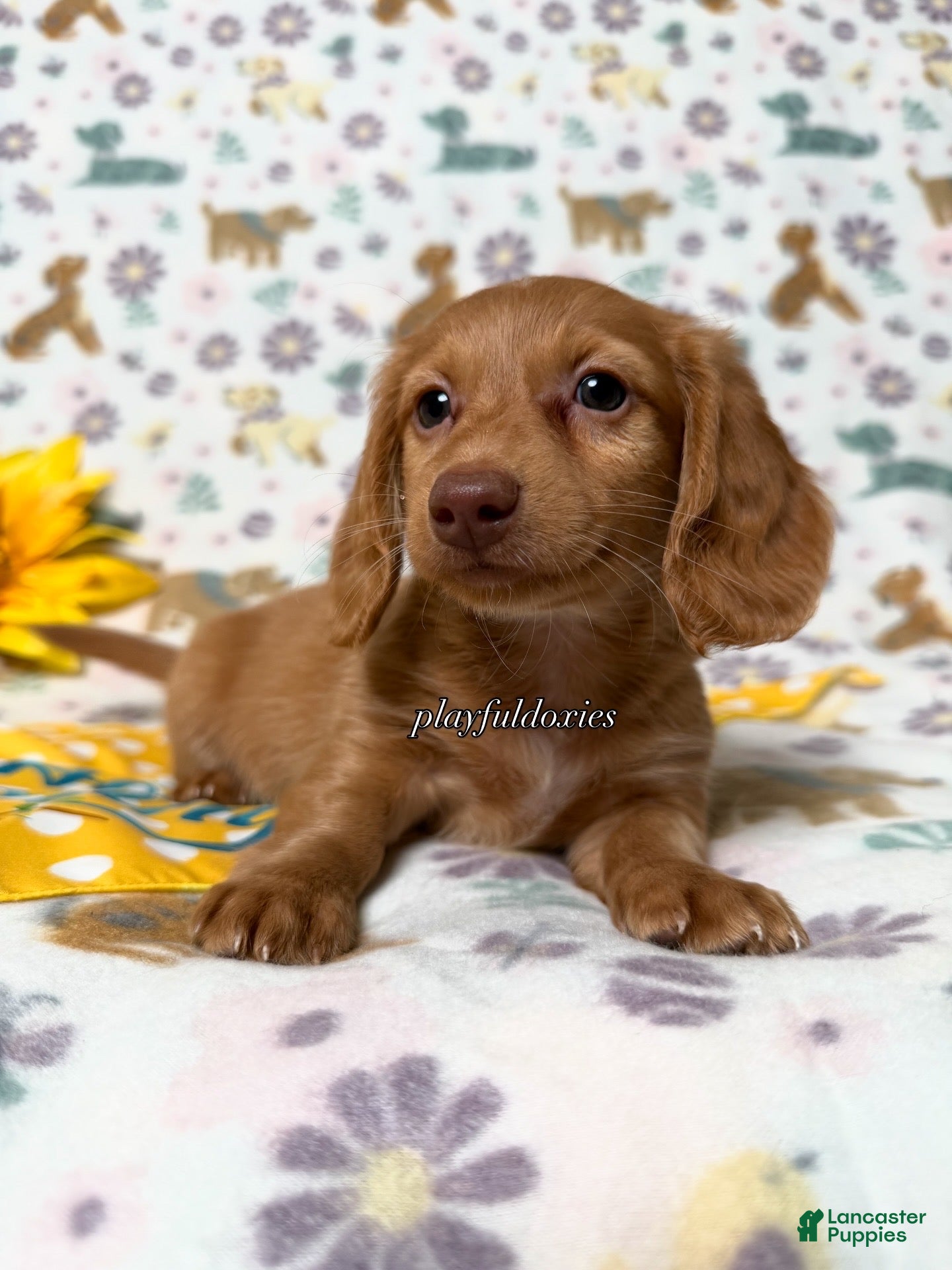 Dachshund dogs AKC Red Long Haired Female Dachshund DNA CLEAR - Ad 1