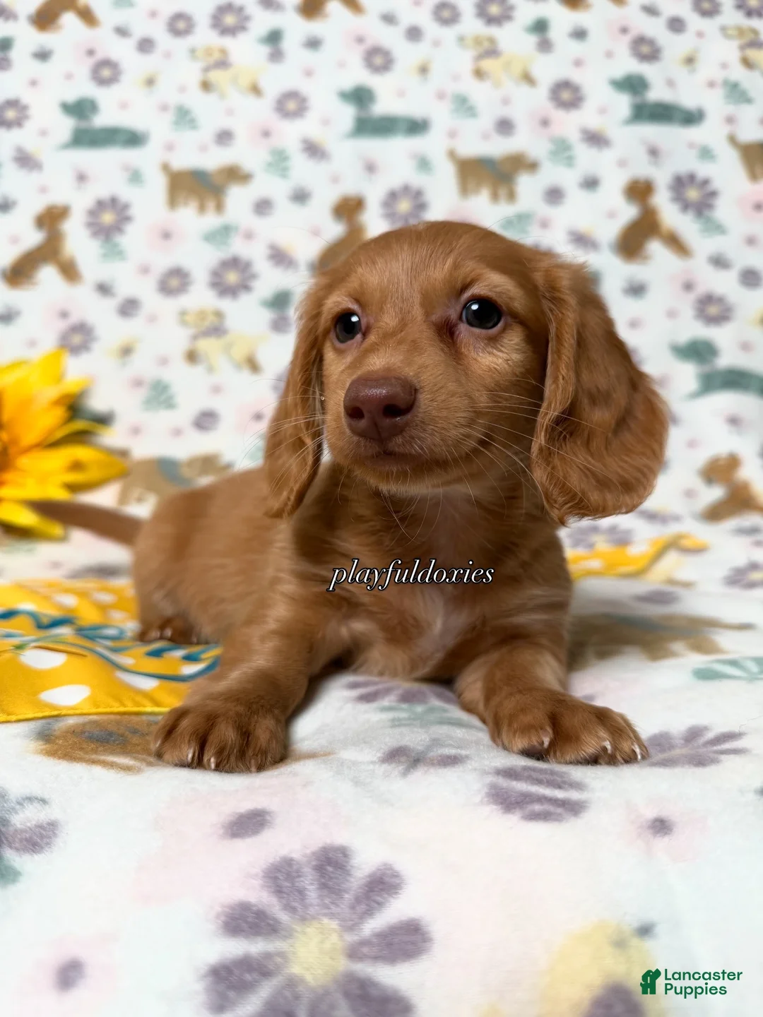 Dachshund dogs for sale: AKC Red Long Haired Female Dachshund DNA CLEAR - Ad 1