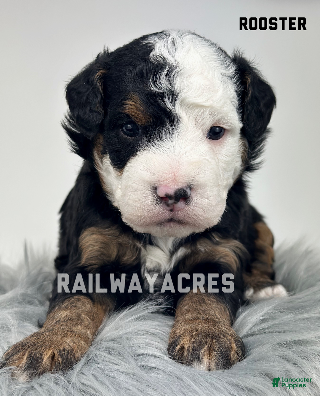 Mixed Breed dogs for sale: Rooster - Ad 1