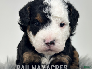 Mixed Breed dogs Rooster - Ad 7