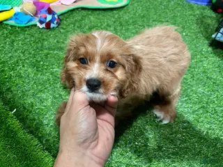 Cavapoo dogs Vemmo - Ad 13