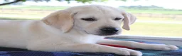 Labrador Retriever dogs for sale: Mason  - Special price - Ad 2