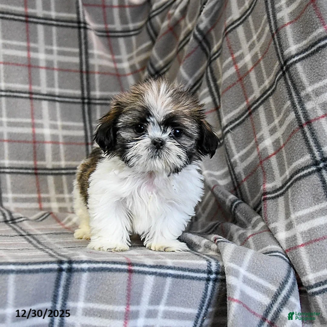Shih Tzu dogs for sale: Moose Tracks - Ad 8