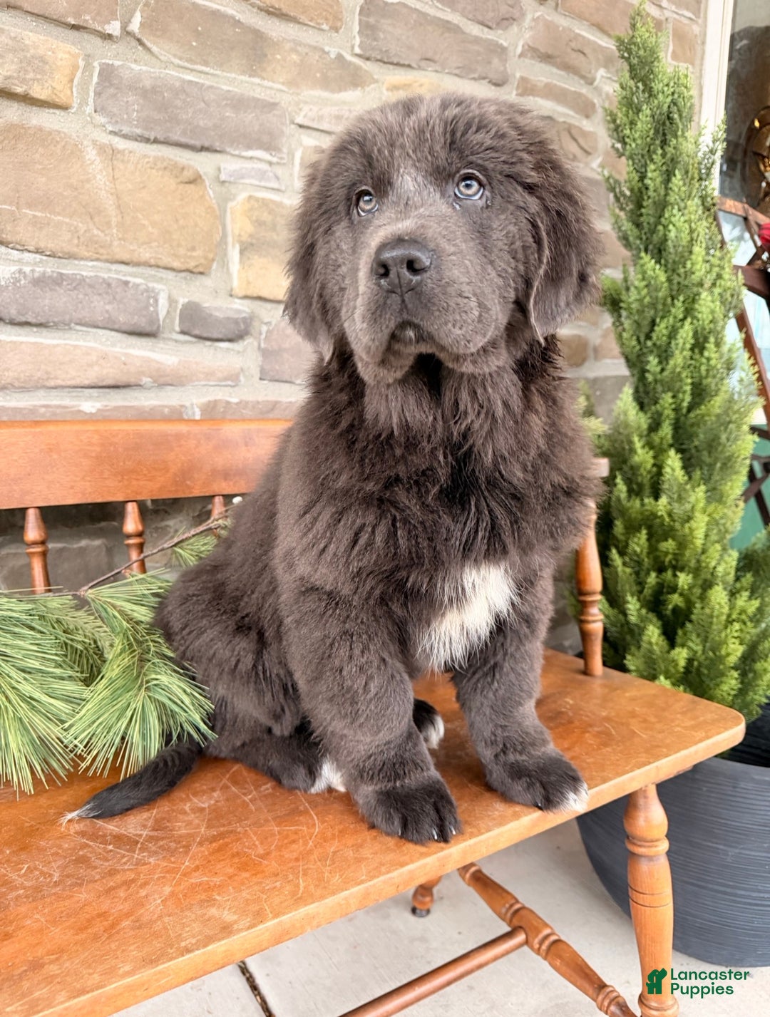 Newfoundland dogs for sale: Aspen  - Ad 4