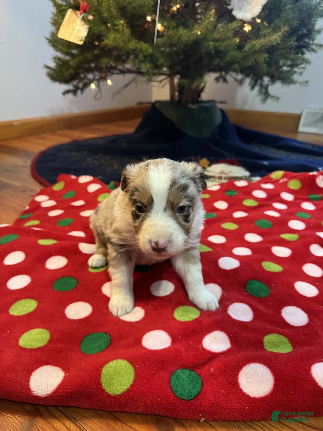 Australian Shepherd dogs for sale: Yukon - Ad 2
