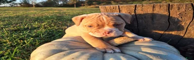 Gus