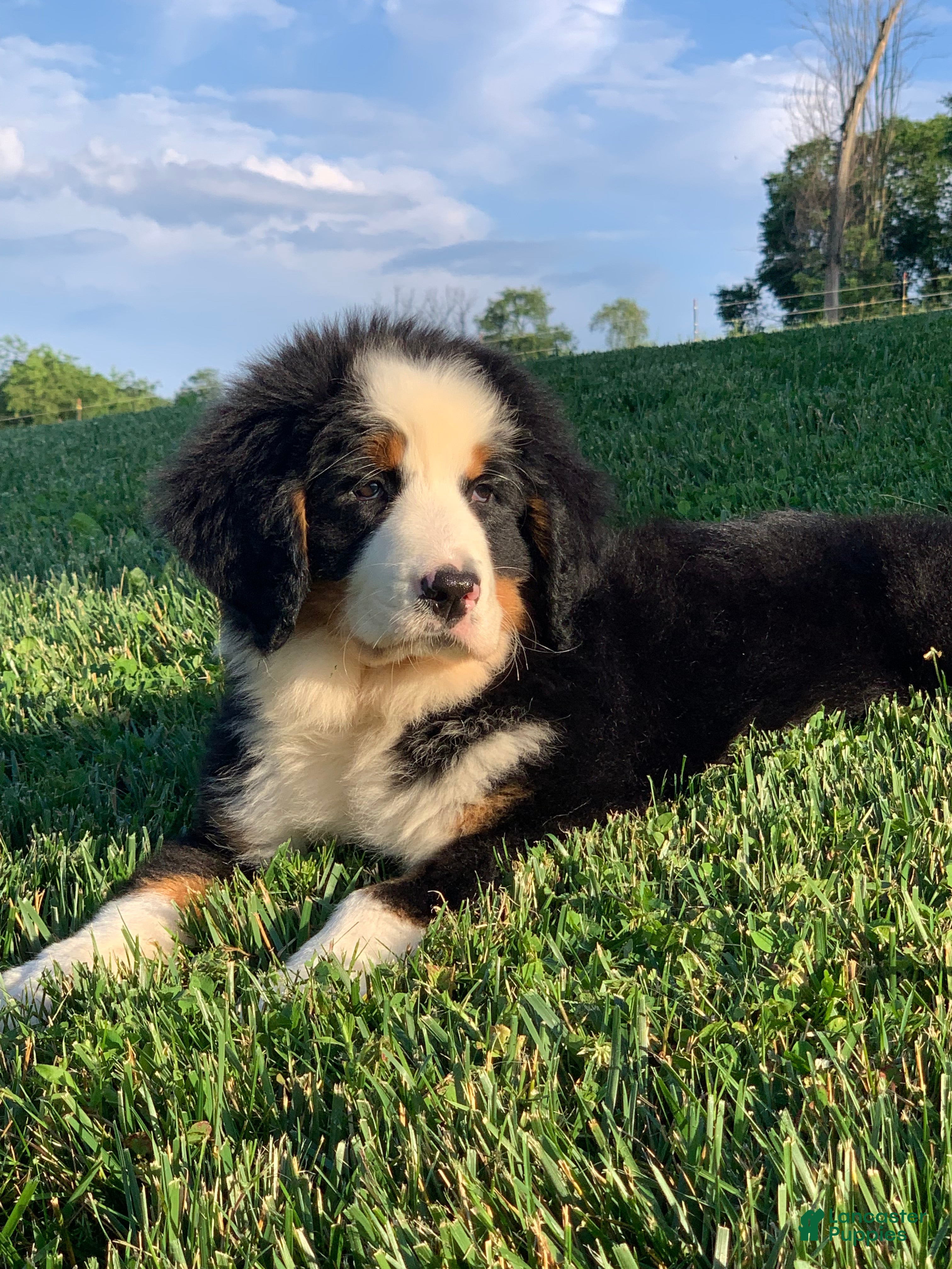 Bernese Mountain Dog dogs Alaska  - Ad 1