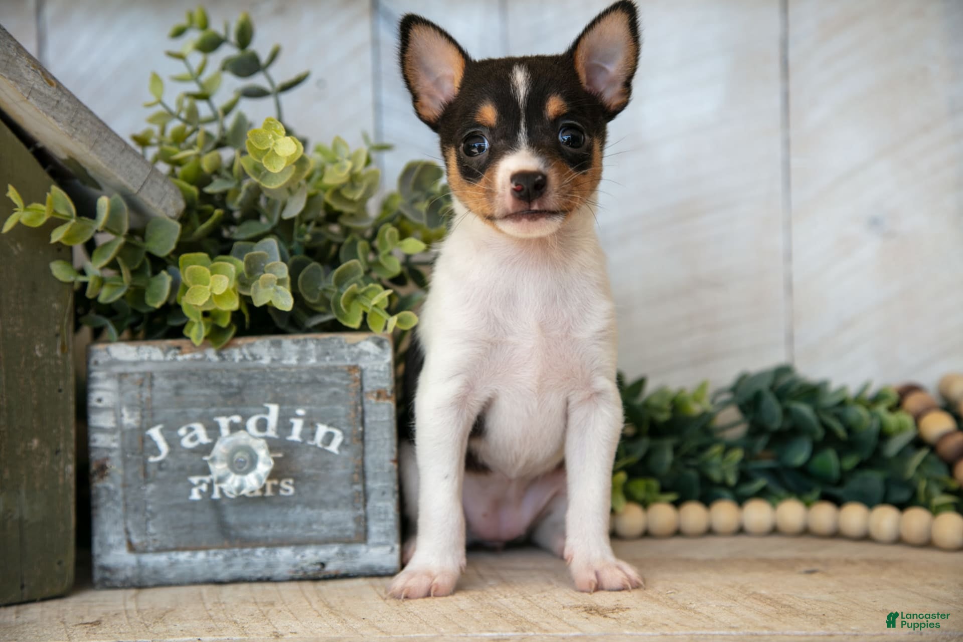 Dog Breed Japanese Terrier Puppies For Sale Shih Tzu Pomeranian X