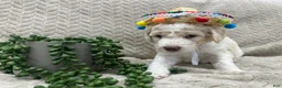 Goldendoodle dogs for sale: Ivory 🤍 - Ad 16